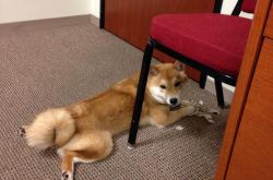 开云体育平台APP-赛道上的交响乐，梅赛德斯以绝对优势超越索伯车队，汉密尔顿献上令人惊叹的驾驶艺术