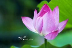 开云sport-年度焦点之战之夜，锡安·威廉姆森领袖之力点燃胜利火焰