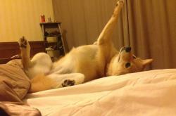 开云体育APP下载-冰与火之歌，快船精密战术冻结湖人，字母哥炽热天赋燃爆赛场