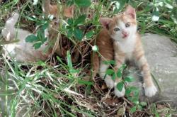 开云体育平台APP-跨界传奇，尼克斯征服广东，霍勒迪欧冠封神—体育唯一性的璀璨瞬间