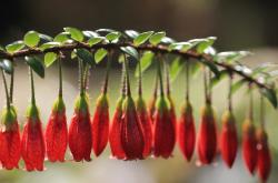 开云体育app-暴雨独舞！杰伦·格林的进攻艺术为何让黄蜂防线沦为背景板？