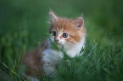 开云体育中国-年度焦点之战，卡塔尔沙漠风暴撼动传统—一场定义亚洲足球新纪元的非典型争冠战