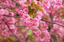 开云体育在线-赛场跨界，从老鹰爆冷尼克斯到F1新赛季的伦纳德式接管