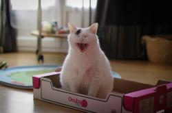 开云体育平台APP-速度与高度，双线战场上的终极博弈