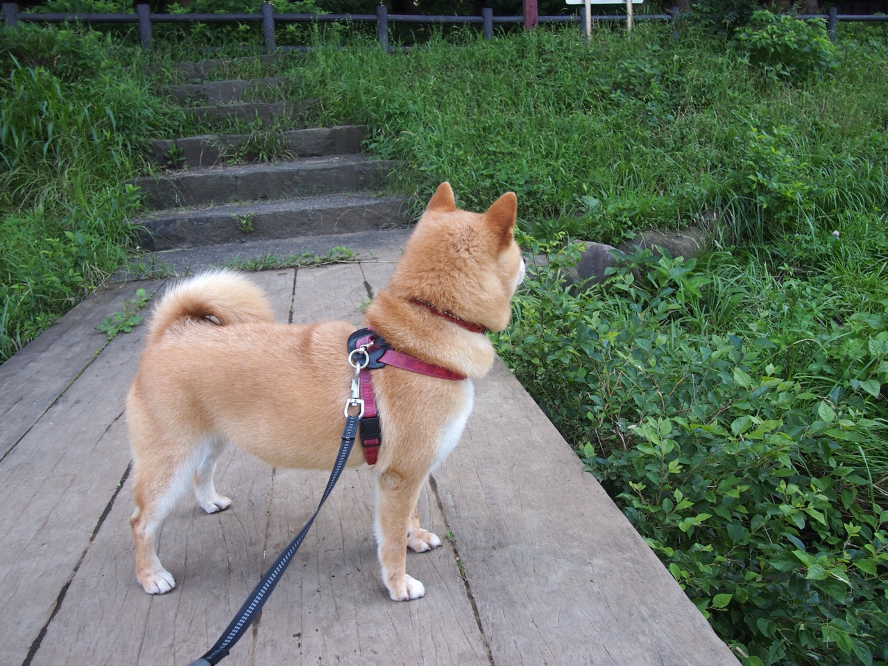 篮网上演东方逆袭，深圳100分惨成米切尔烈火试炼的背景板！