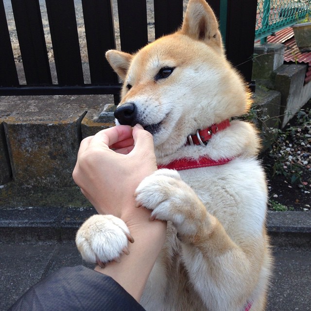 红白风暴席卷蓝色浪潮,当法国铁蹄遇上东方壁垒,一个异乡人的火焰在别处燃烧