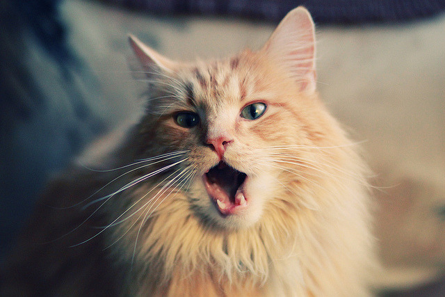 足球逆转与乒乓火焰,藏獒般的体育精神是如何炼成的