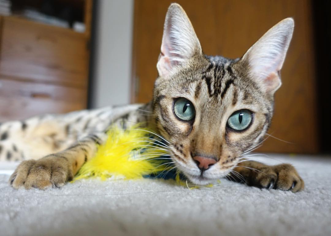 草地的黄昏，硬地的黎明，鲁德绝杀改写百年网坛叙事