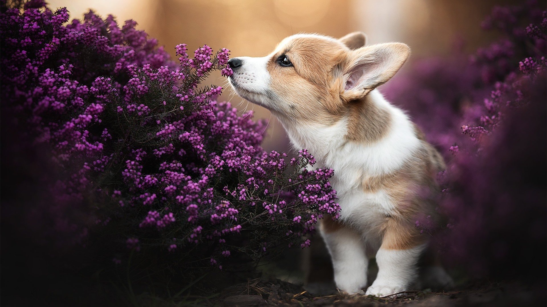 逆转红，当塞恩斯以一人之躯，扛起跃马破碎的天空