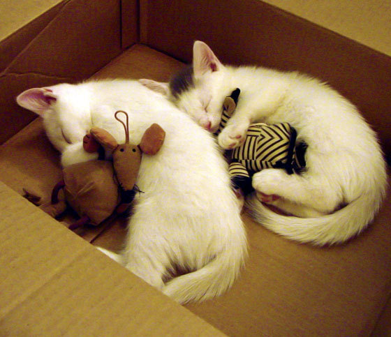 当硬仗之王福克斯遇见南粤风暴，灰熊如何稳稳拿下广东队？