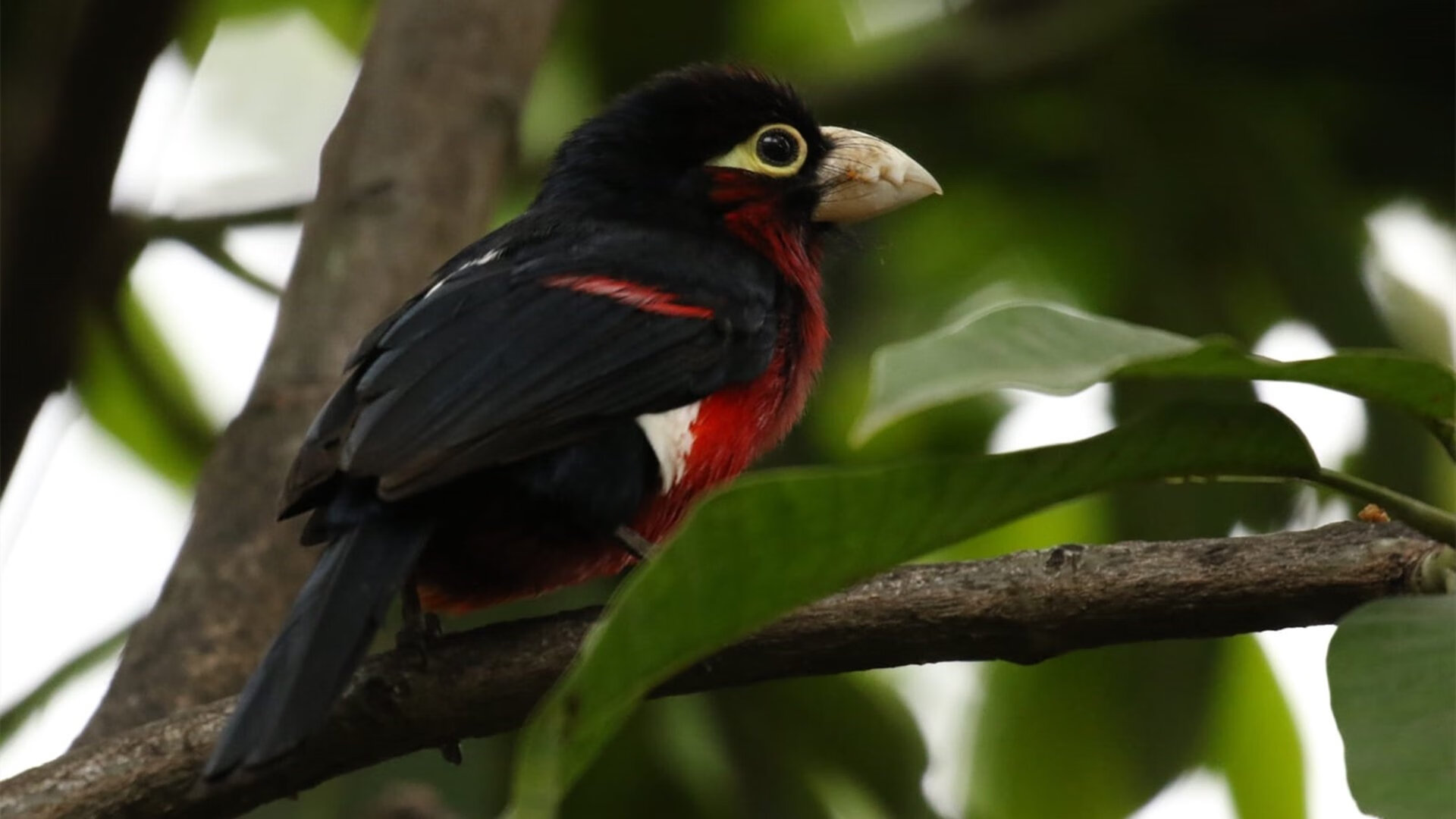 赤焰南征,阿克一箭定乾坤,毕尔巴鄂的安哥拉制霸之夜