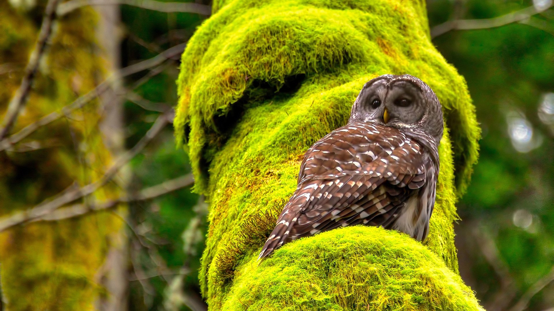 足球圣殿的NBA剧本，哈利伯顿的欧冠决赛夜接管时刻