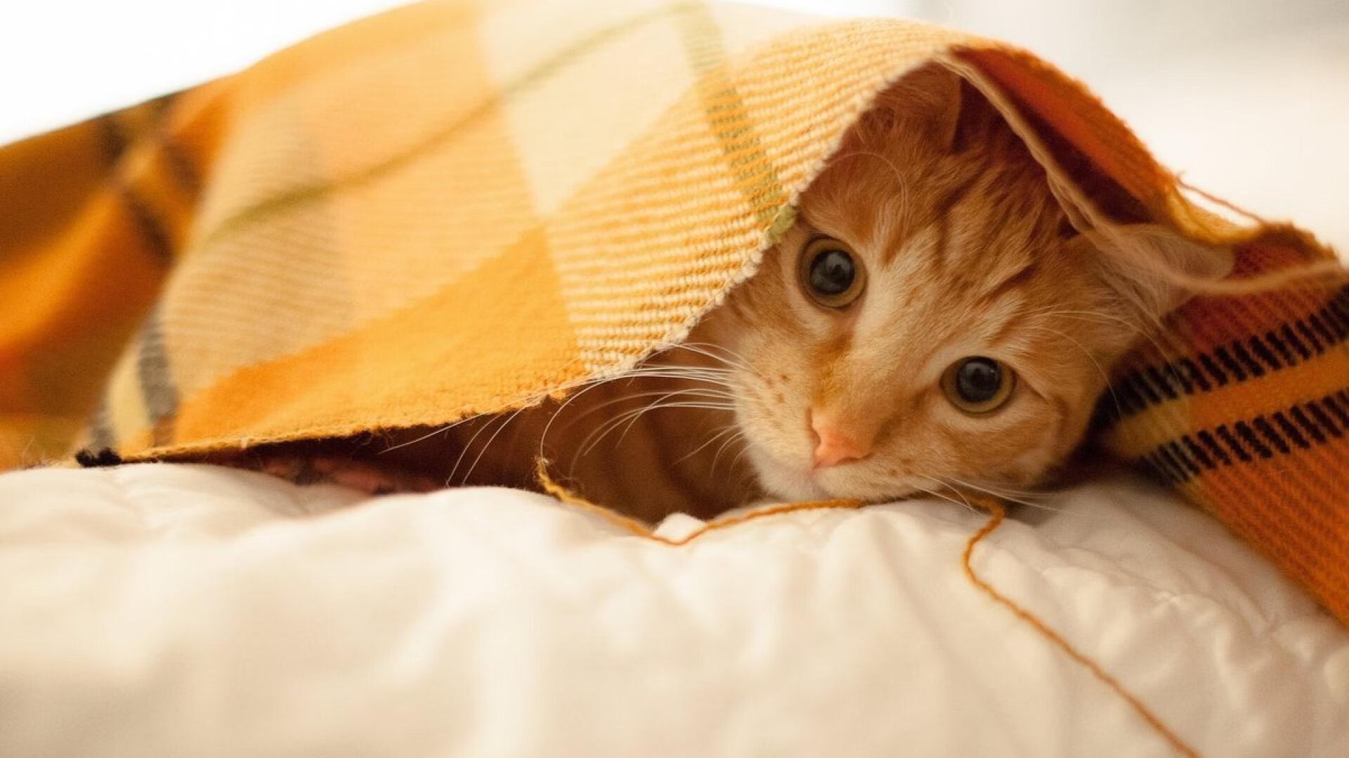 鹰王振翅撕裂北境，老帅落子决胜千里