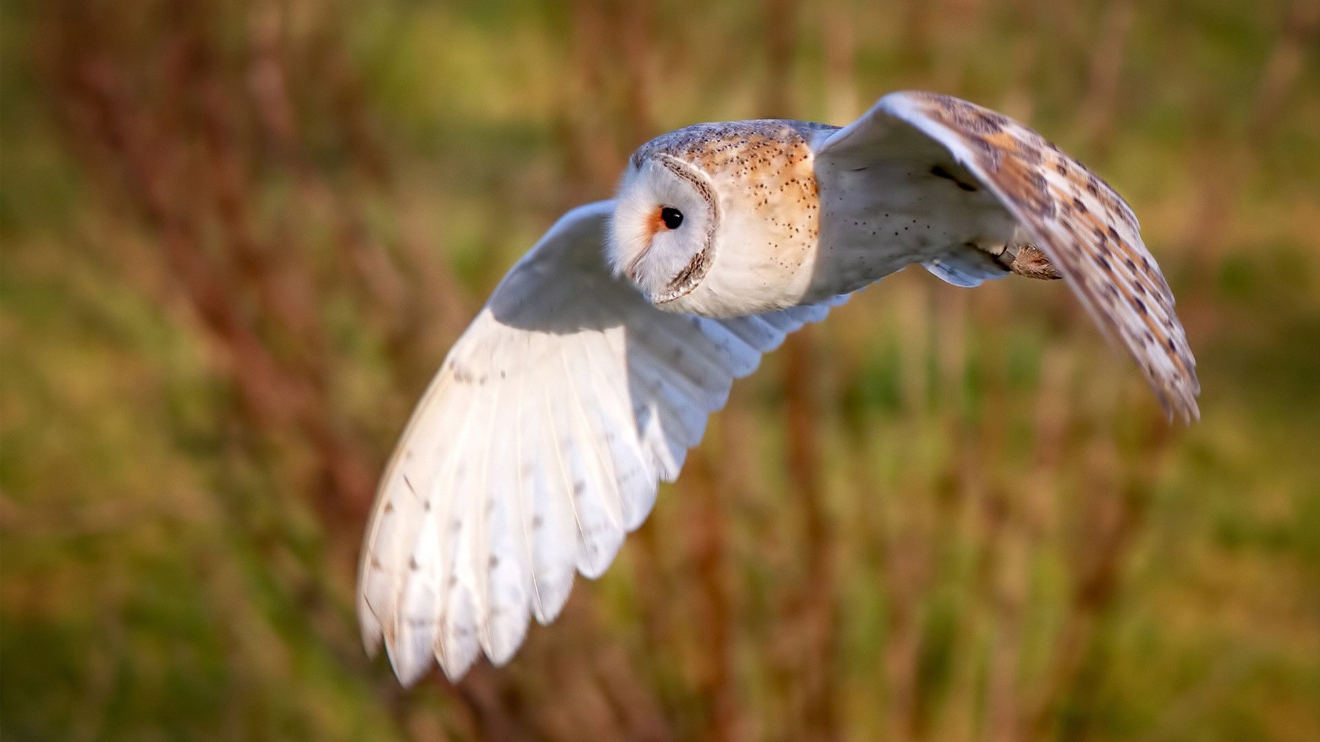 唯一性的荣耀，亚特兰大历史性横扫加纳，皮克化身关键先生书写传奇