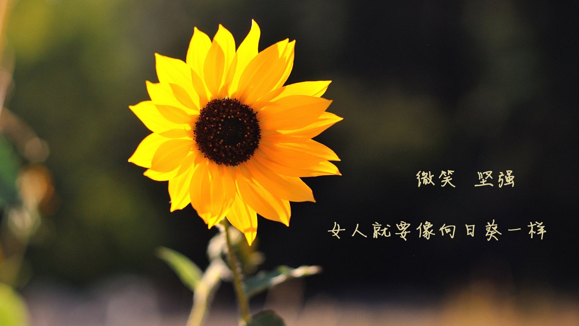 爱尔兰绿色防线失守，日本魔术师导演南美风暴，一场打穿背后的足球全球化寓言