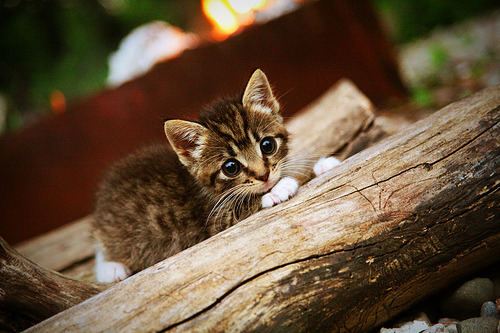 球场上的两种神迹，精密战术与孤胆英雄的交响