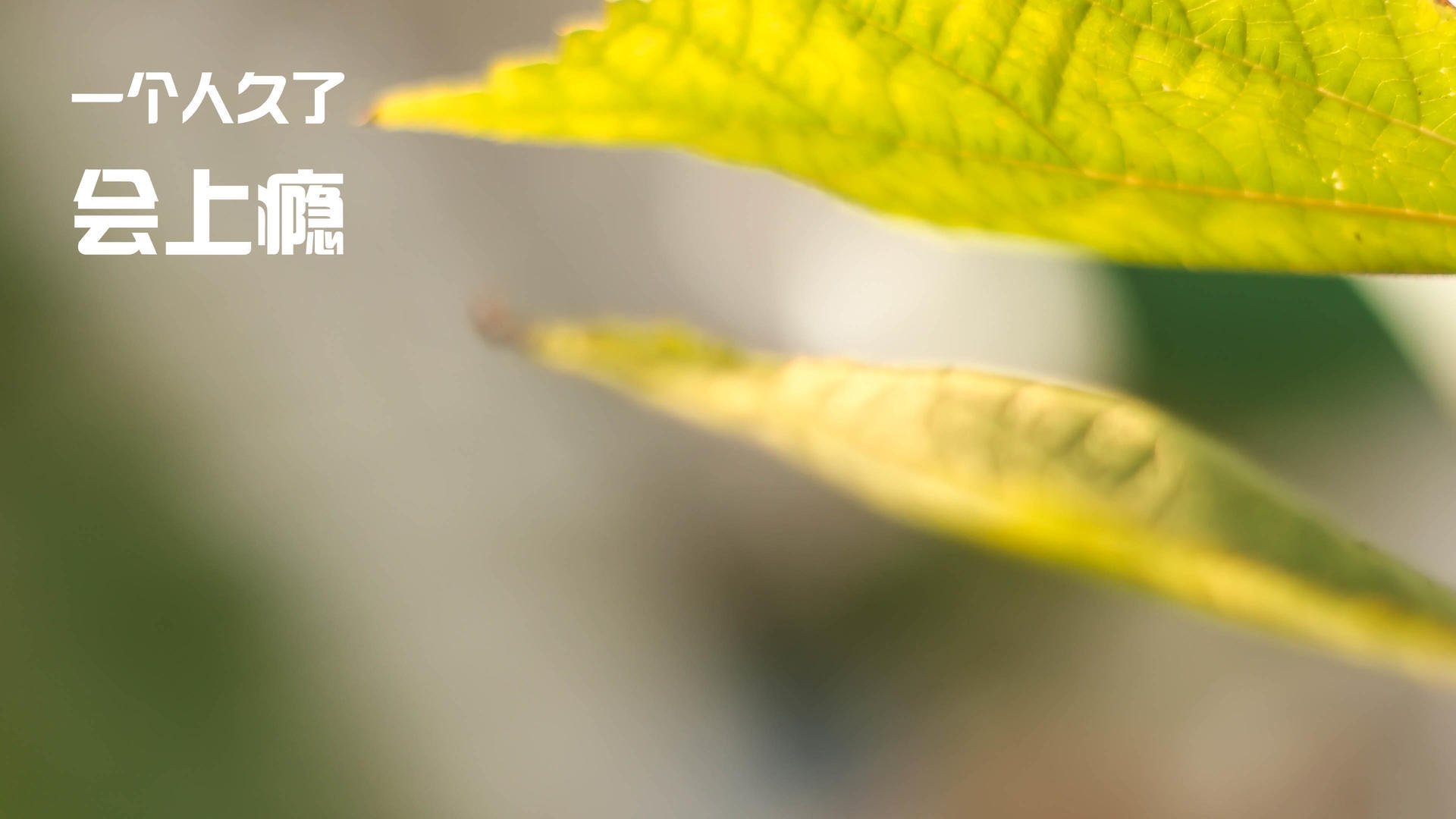 欧冠决赛之夜，约基奇用一场灵魂对视让中场统治者与篮下哲学家相互加冕