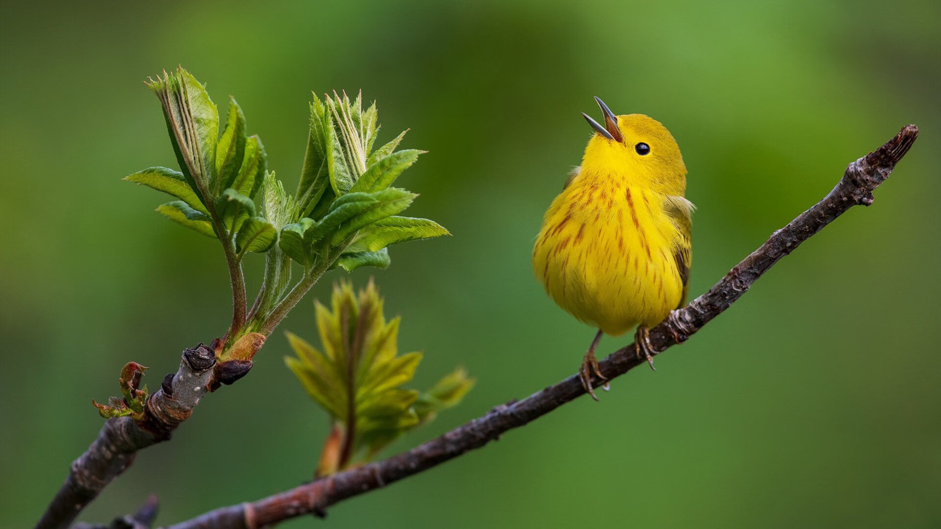 奥运周期前夜的暗涌，雷霆力克公牛，一场锁定未来的战略决战