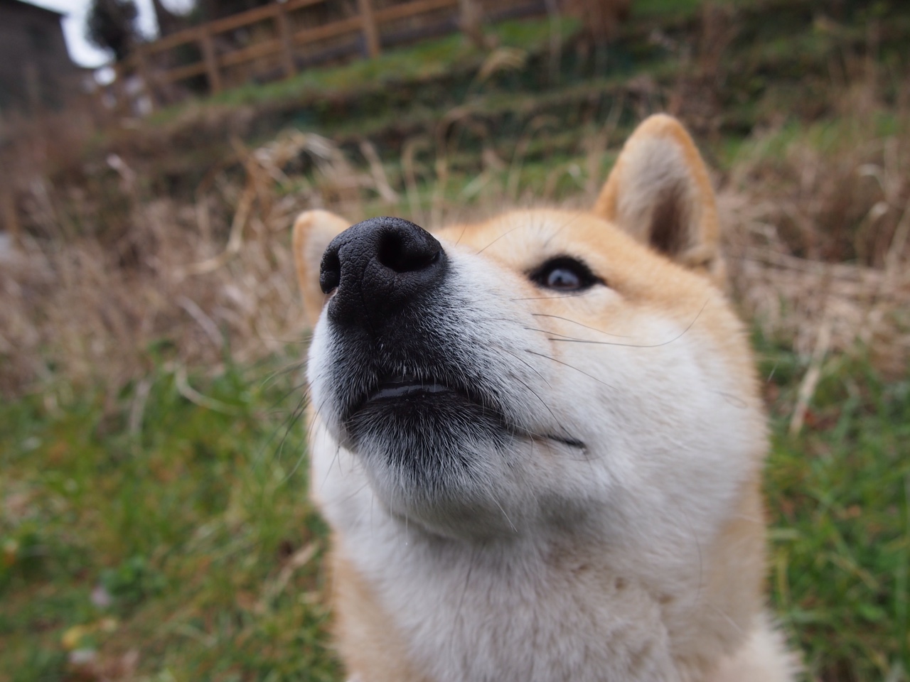 霍勒迪铸就铁壁,凯尔特人淘汰赛的无声领袖