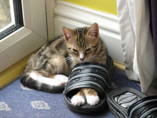 塔图姆末节狂飙定乾坤，北京队跨联盟之战逆转国王队