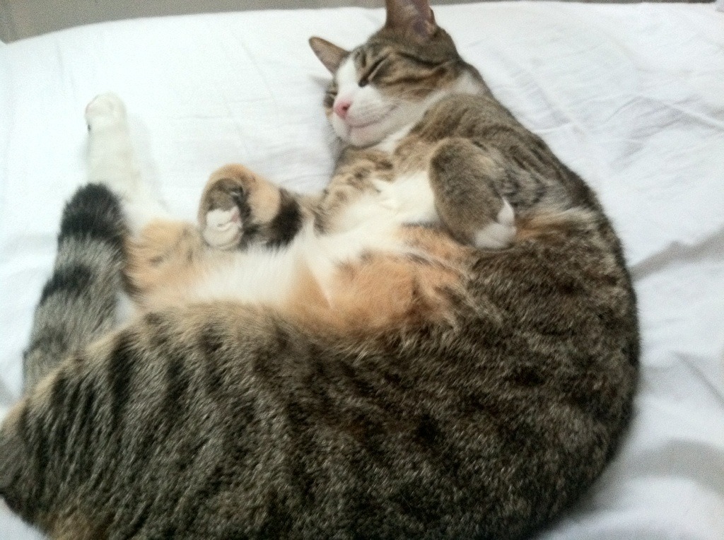 屠龙者与绞索，莫德里奇如何以挪威节奏窒息威尔士红龙