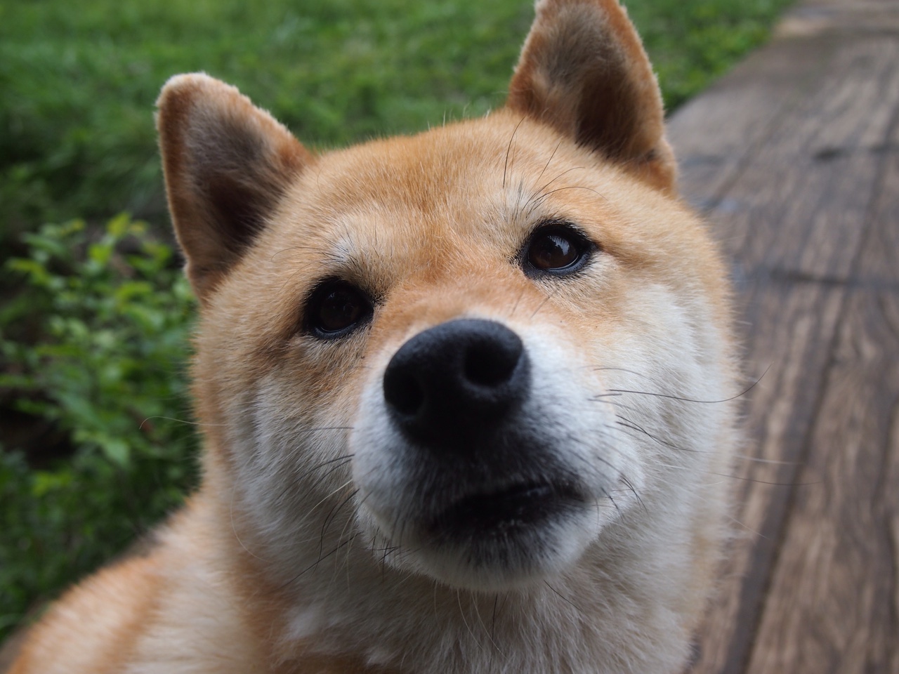 特奥制胜一击!埃及关键战突围洪都拉斯,全场最佳无争议