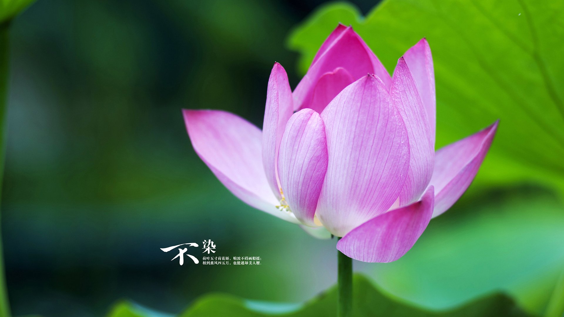 活塞终结森林狼?不,是莫兰特用节奏一票否决