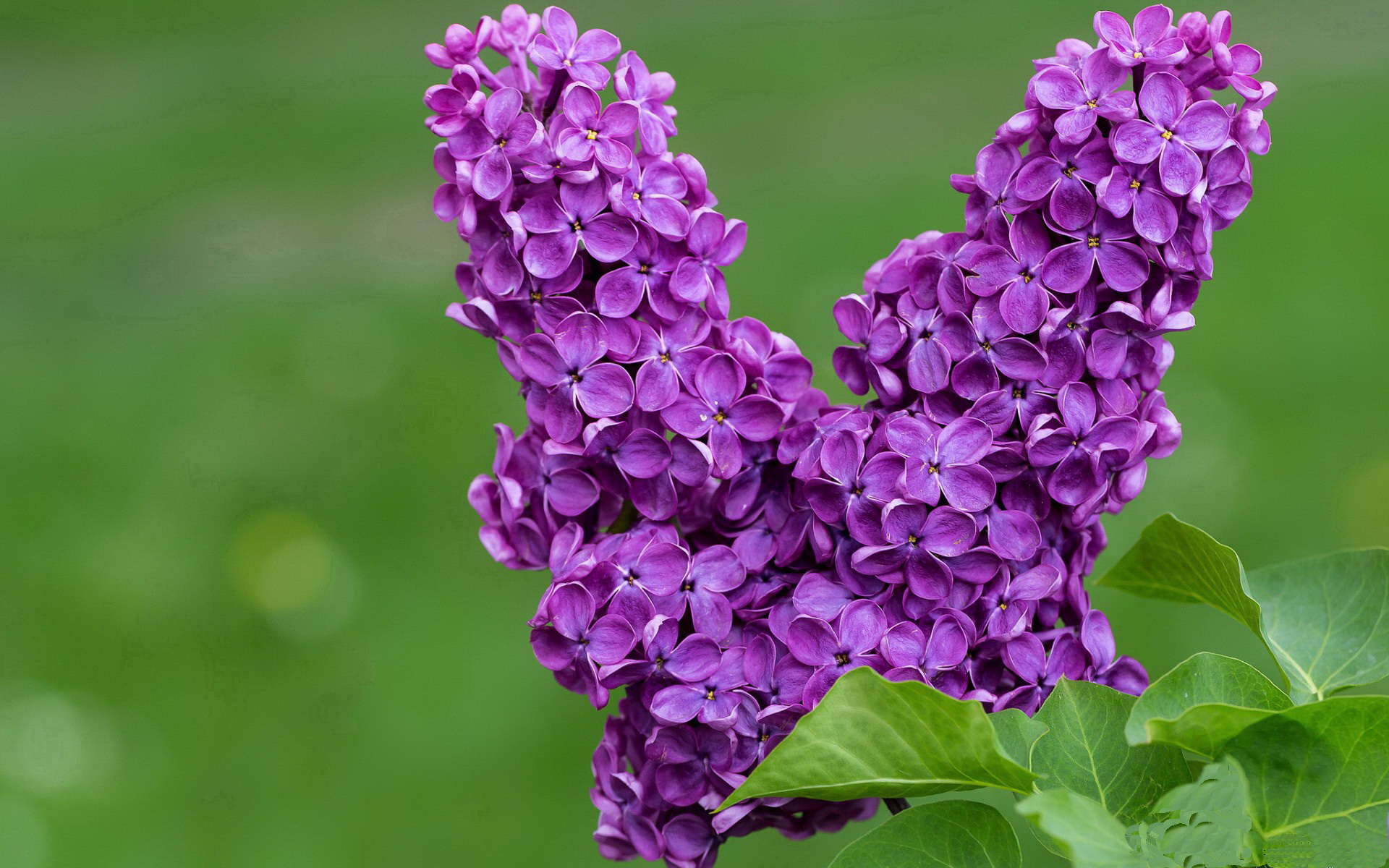 星光破壁垒，当卢卡库在西班牙与尼斯的碰撞中刻下里程碑