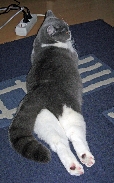 卡塔尔寒夜,基耶萨一剑封喉,当大场面先生注定成为曼城时代的裂缝