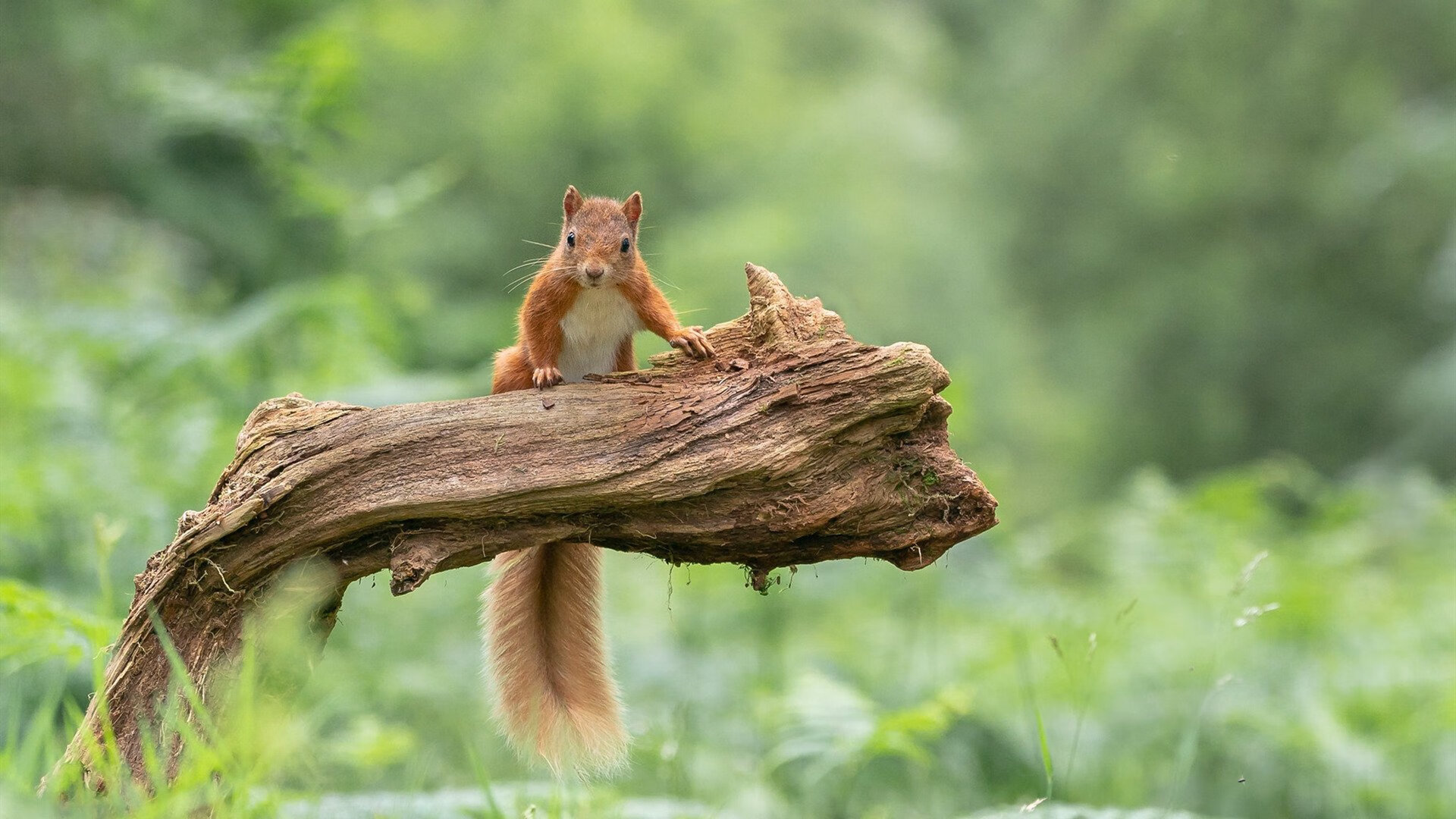 平行宇宙的逆袭，当新疆队击溃独行侠，杰伦·格林在东决关键战接管比赛