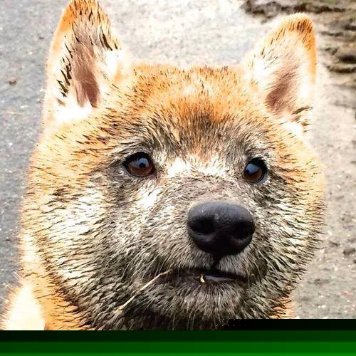 唯一性的齿轮,当京多安爆发与皇家社会的一波带走在平行时空中共振