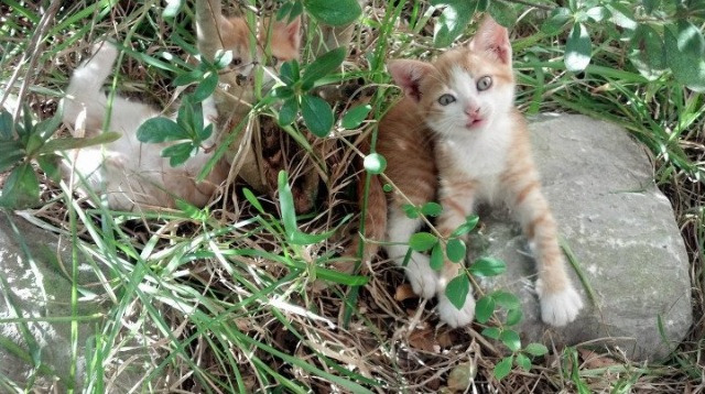 杰伦·格林里程碑之夜闪耀国际赛场,浙江队与国王队激战成经典