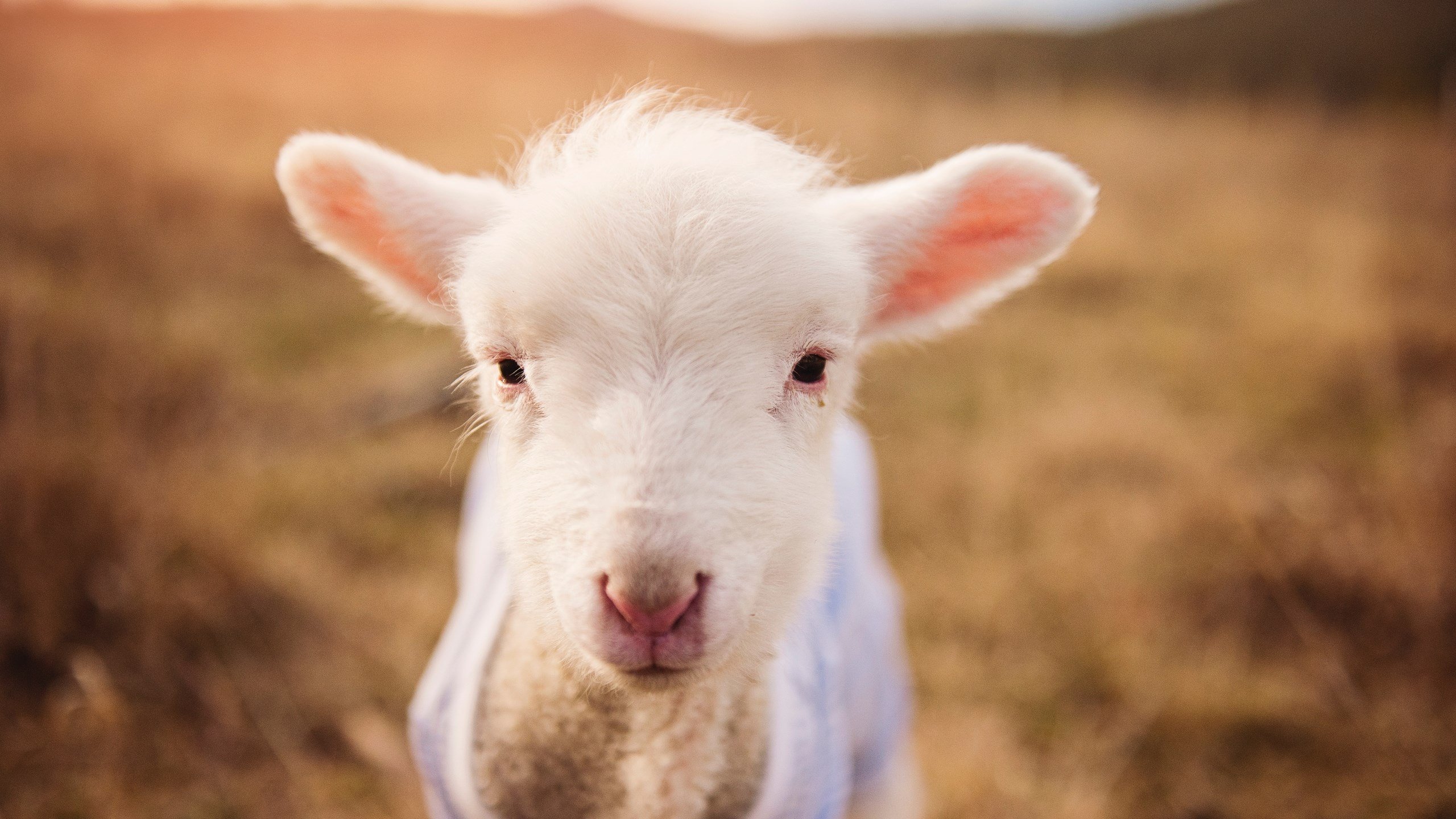 末节风暴！广东最后防线竟被这只赤狐撕碎