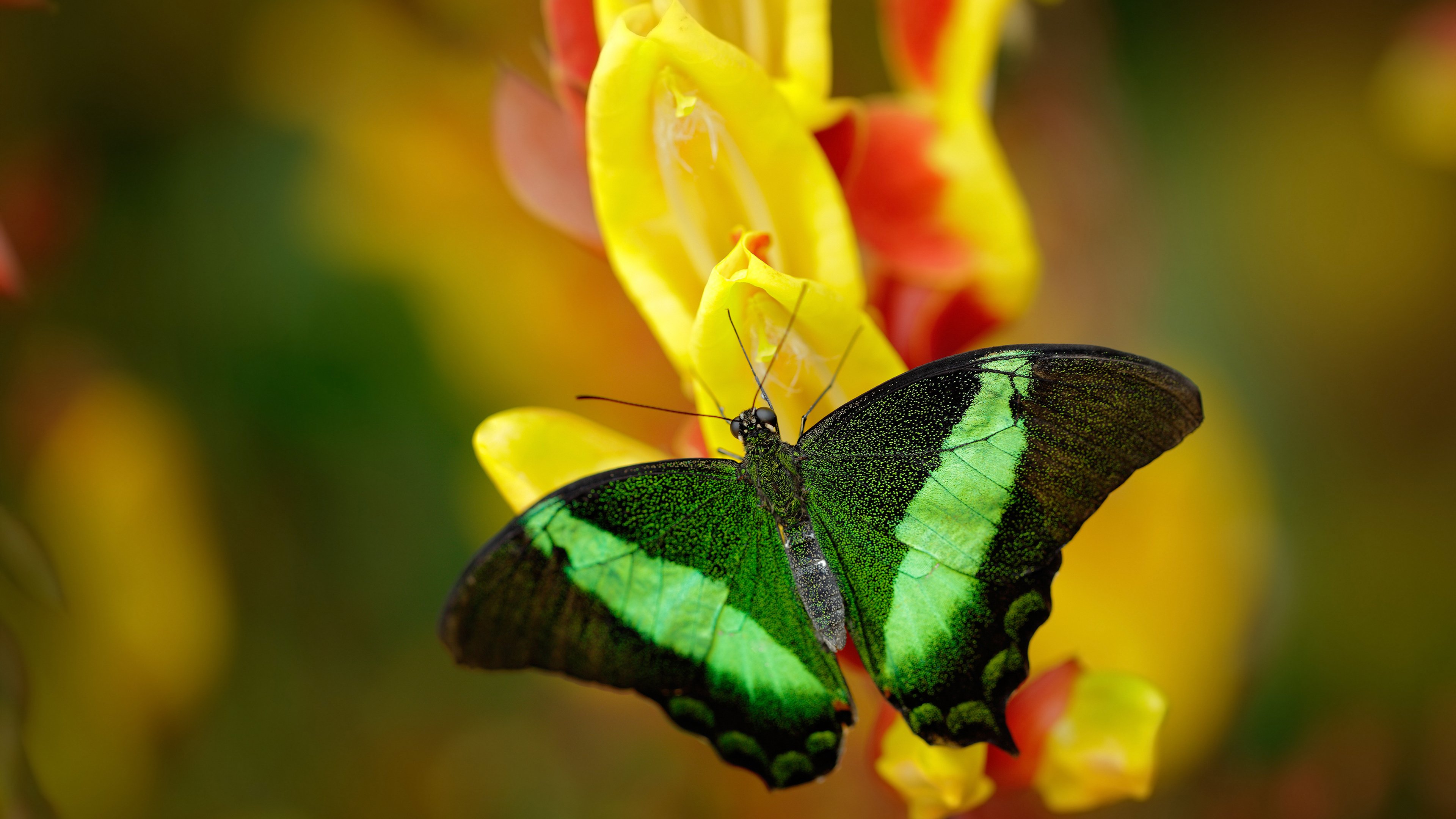 压制到窒息，乌克兰77分钟统治与布鲁诺的点金之手