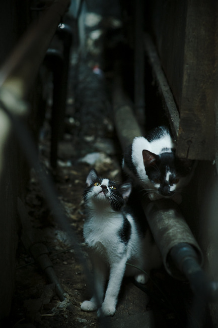 活塞打穿火箭，家族叛徒拉梅洛成为关键先生，一夜间摧毁两条血脉