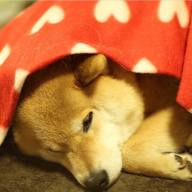 马克西闪耀洛城!火箭升空击沉快船,新一代巨星正名之战